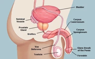 Pelvic Health Physical Therapy and Prostate Cancer